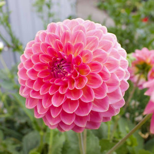 Pink Suffusion