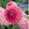 Pink Suffusion