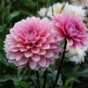 Sweet Sanne