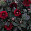 After Dusk - Mount Mera Botanical - Dahlia