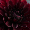 After Dusk - Mount Mera Botanical - Dahlia