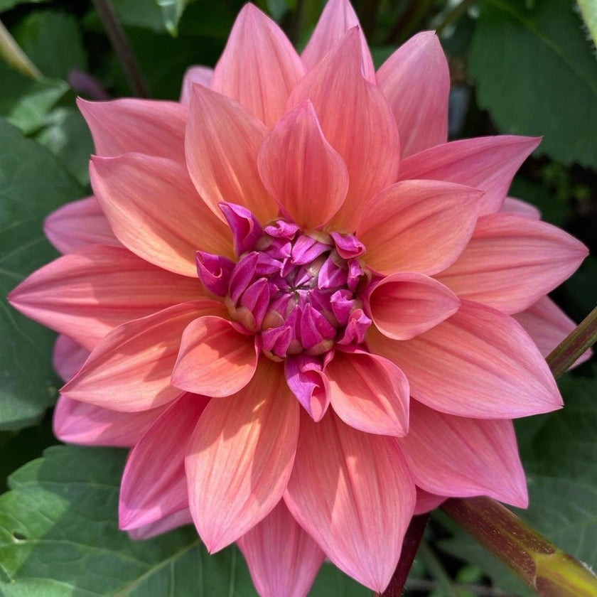 American Dawn - Mount Mera Botanical - Dahlia