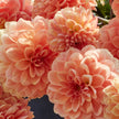 Apricona - Mount Mera Botanical - Dahlia