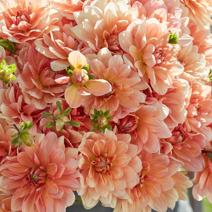 Apricot Desire - Mount Mera Botanical - Dahlia