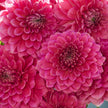 Askwith Minnie - Mount Mera Botanical - Dahlia