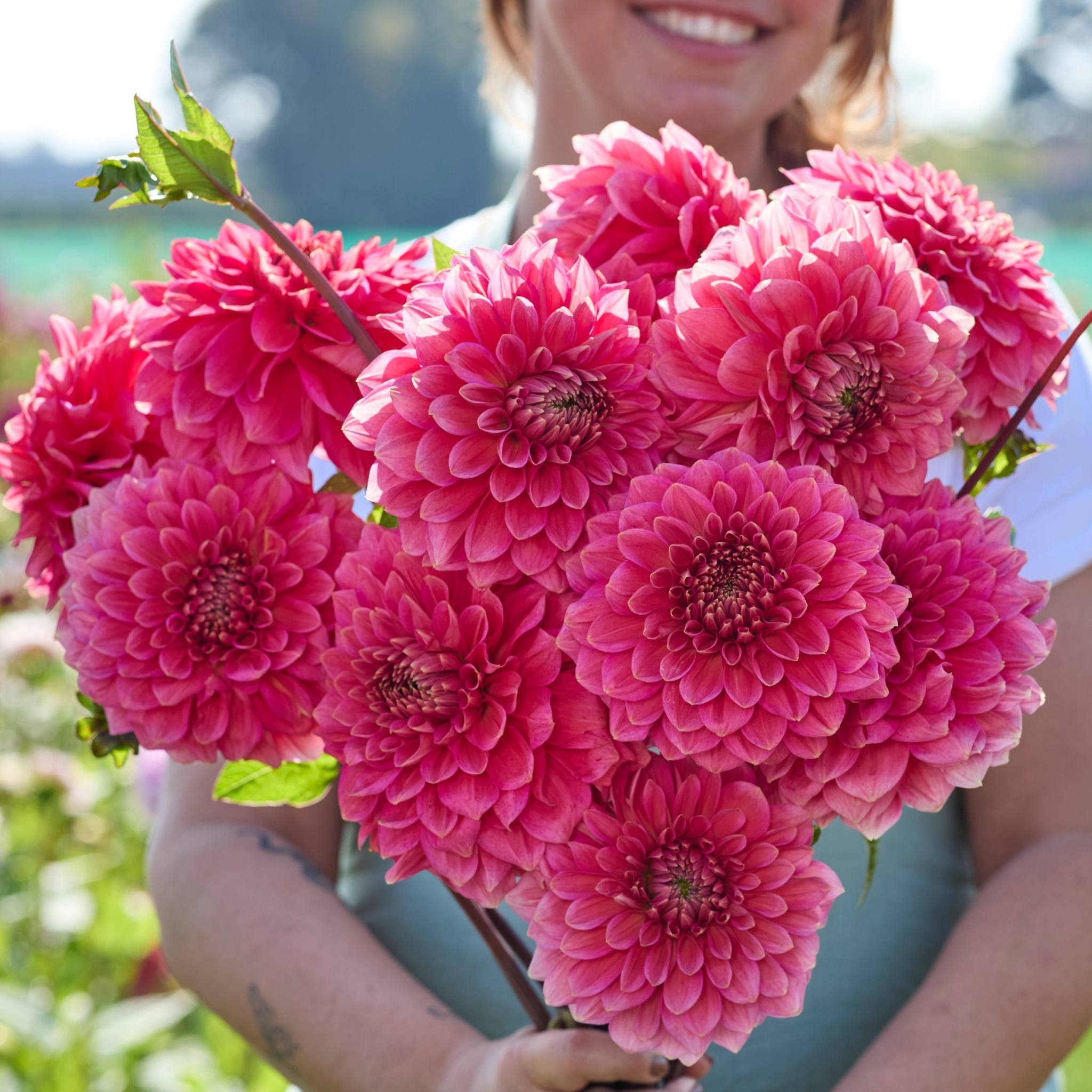 Askwith Minnie - Mount Mera Botanical - Dahlia