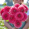 Askwith Minnie - Mount Mera Botanical - Dahlia