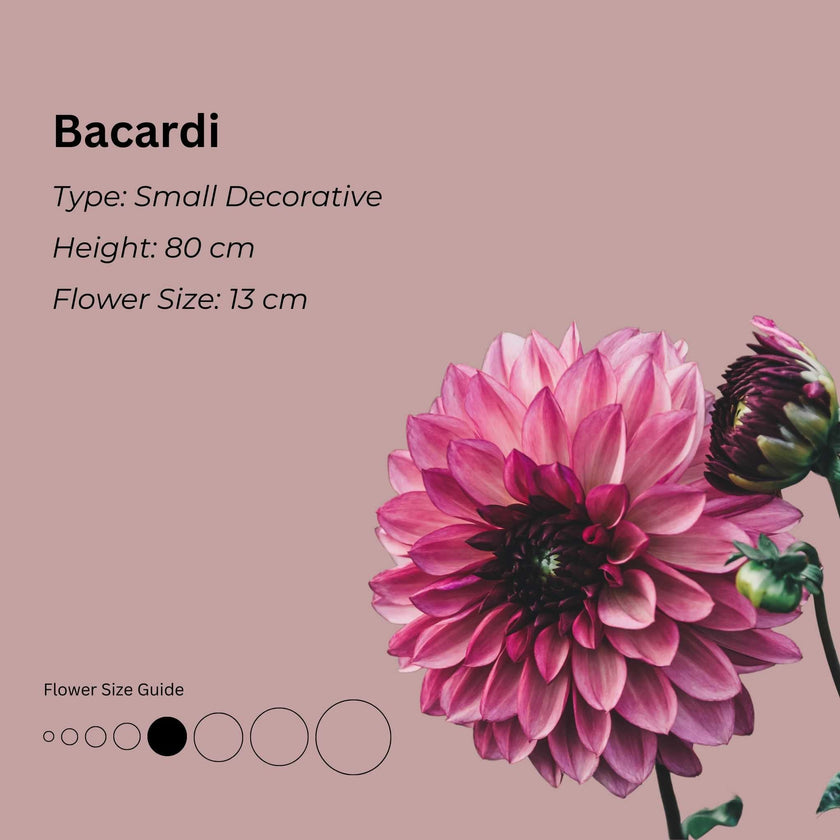 Bacardi * - Mount Mera Botanical - Dahlia