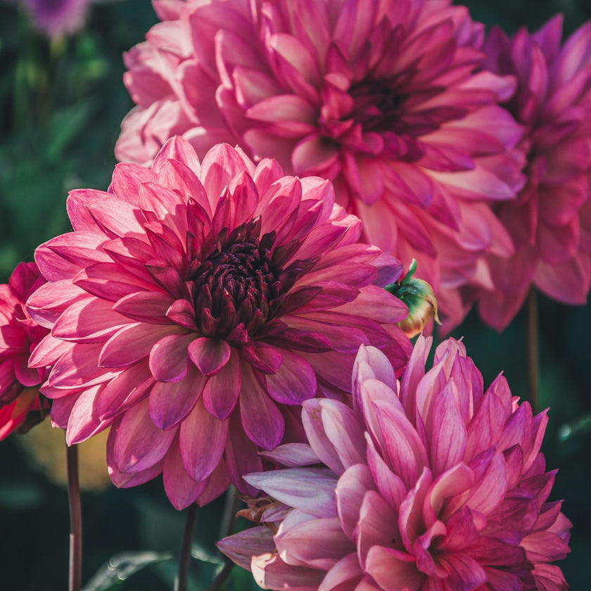 Bacardi * - Mount Mera Botanical - Dahlia