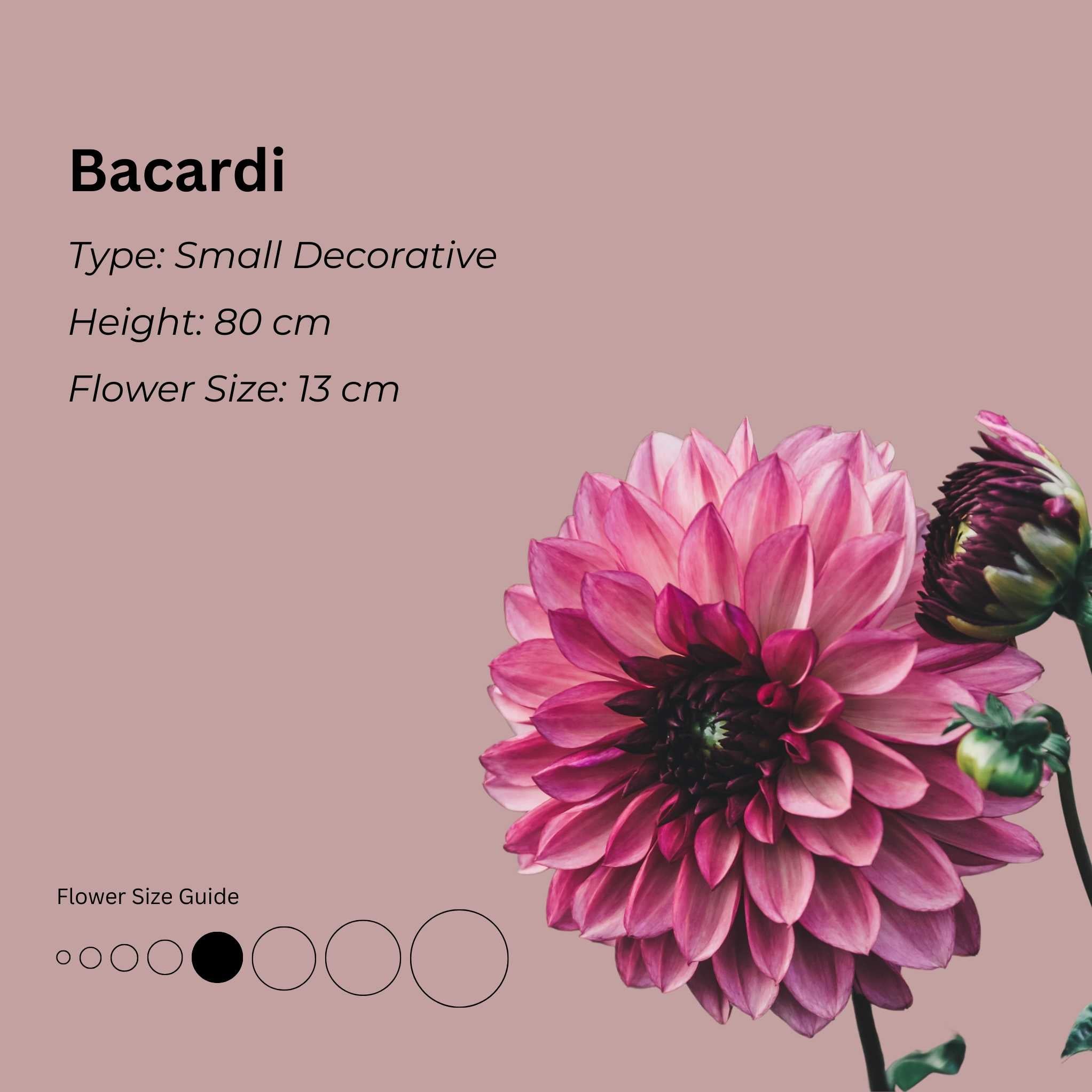 Bacardi (Limit 2) - Mount Mera Botanical - Dahlia