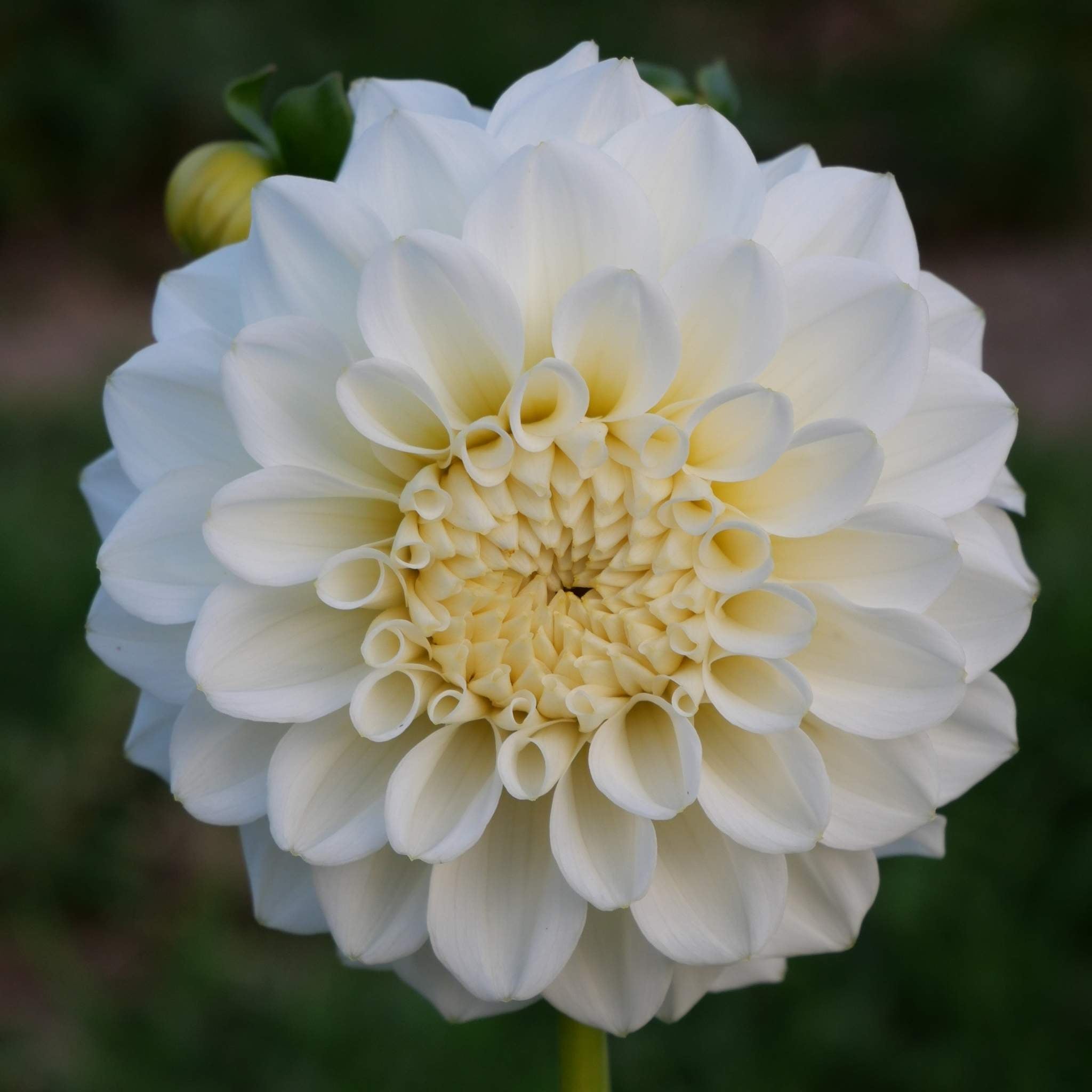 Bahia Blanca - Mount Mera Botanical - Dahlia