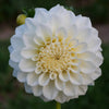 Bahia Blanca - Mount Mera Botanical - Dahlia