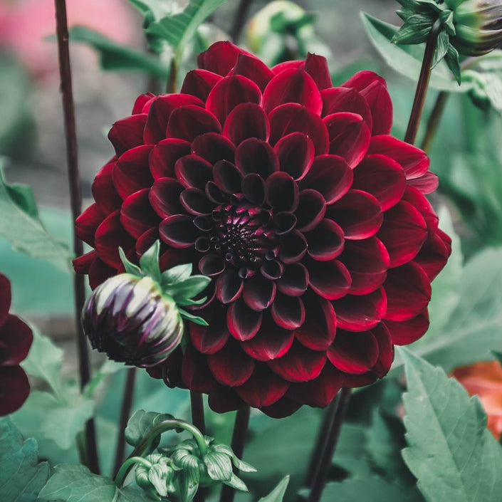 Black Diamond - Mount Mera Botanical - Dahlia