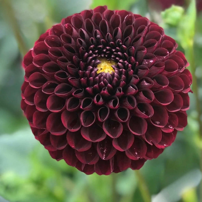 Black Hero* - Mount Mera Botanical - Dahlia