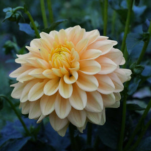Bocherell - Mount Mera Botanical - Dahlia