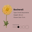 Bocherell * - Mount Mera Botanical - Dahlia