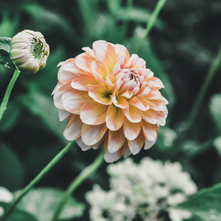 Brandon James - Mount Mera Botanical - Dahlia