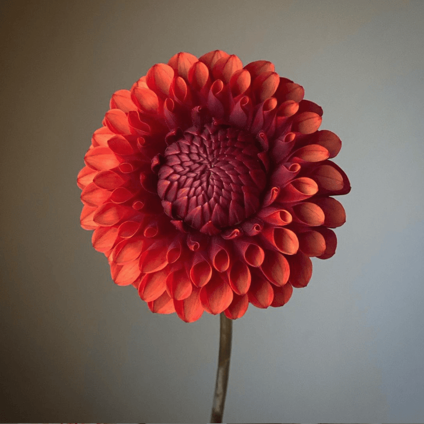 Brown Sugar - Mount Mera Botanical - Dahlia
