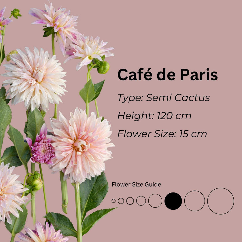 Café de Paris* - Mount Mera Botanical - Dahlia