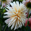 Café de Paris - Mount Mera Botanical - Dahlia