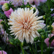 Café de Paris - Mount Mera Botanical - Dahlia