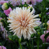 Café de Paris - Mount Mera Botanical - Dahlia