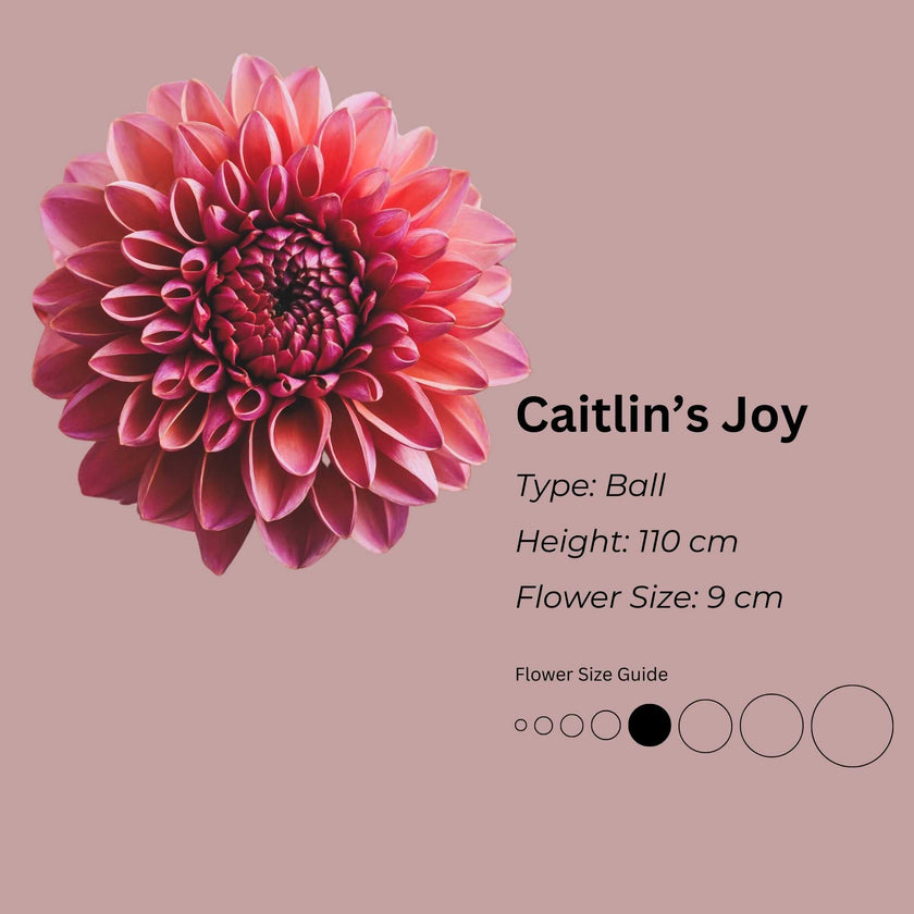Caitlin's Joy * - Mount Mera Botanical - Dahlia