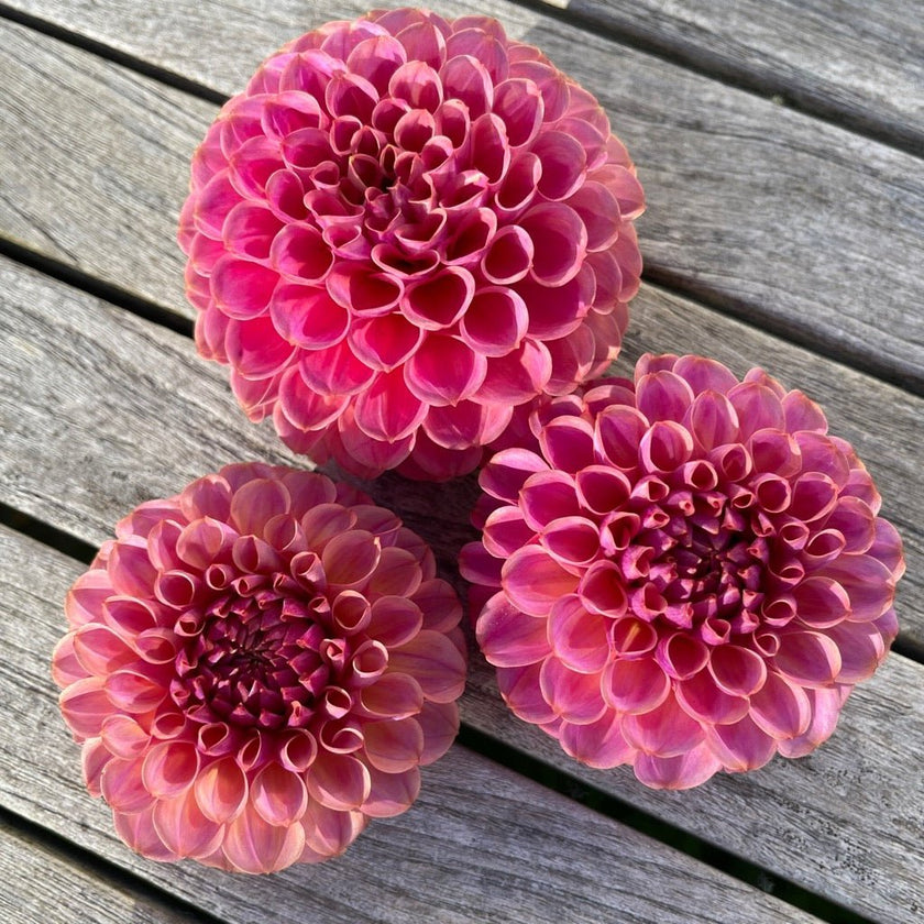 Caitlin's Joy - Mount Mera Botanical - Dahlia