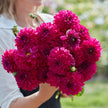 Candy Time * - Mount Mera Botanical - Dahlia