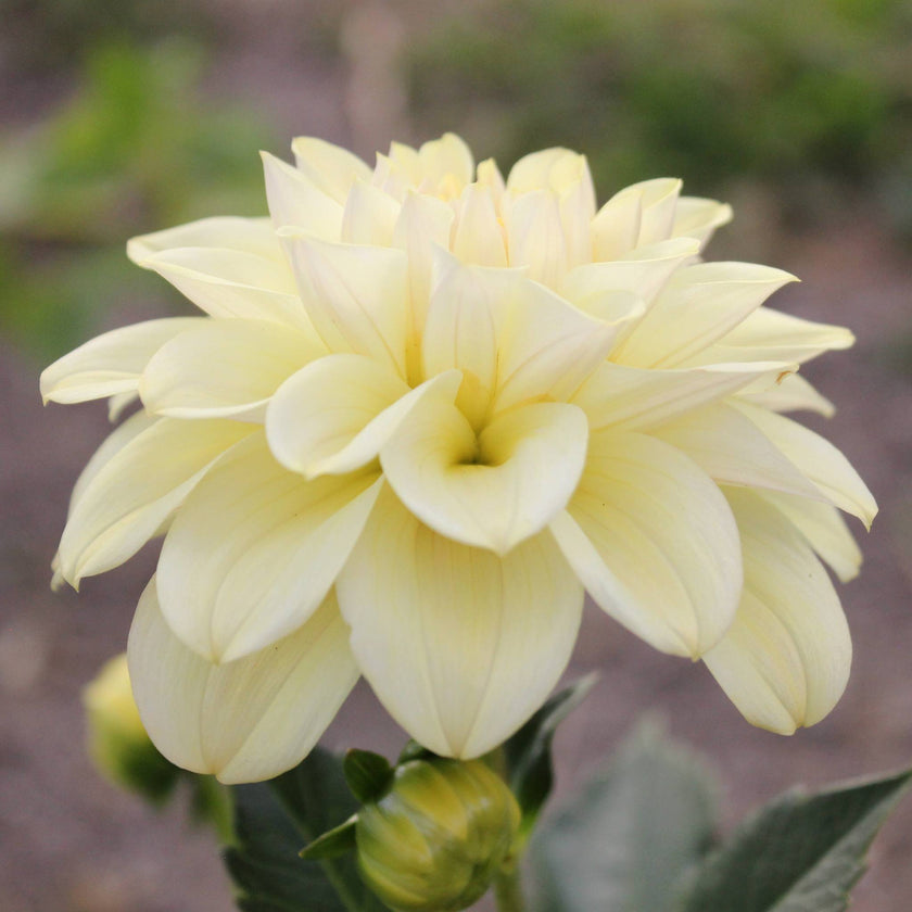 Caramel Antique - Mount Mera Botanical - Dahlia