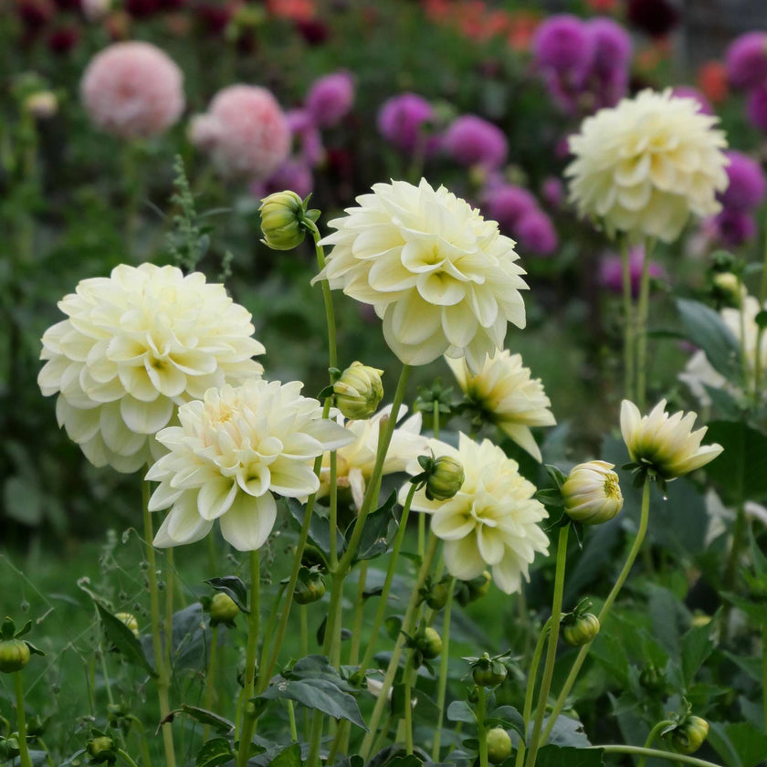 Caramel Antique - Mount Mera Botanical - Dahlia