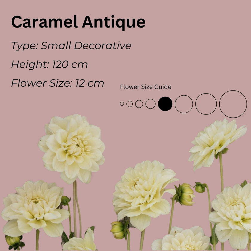 Caramel Antique * - Mount Mera Botanical - Dahlia