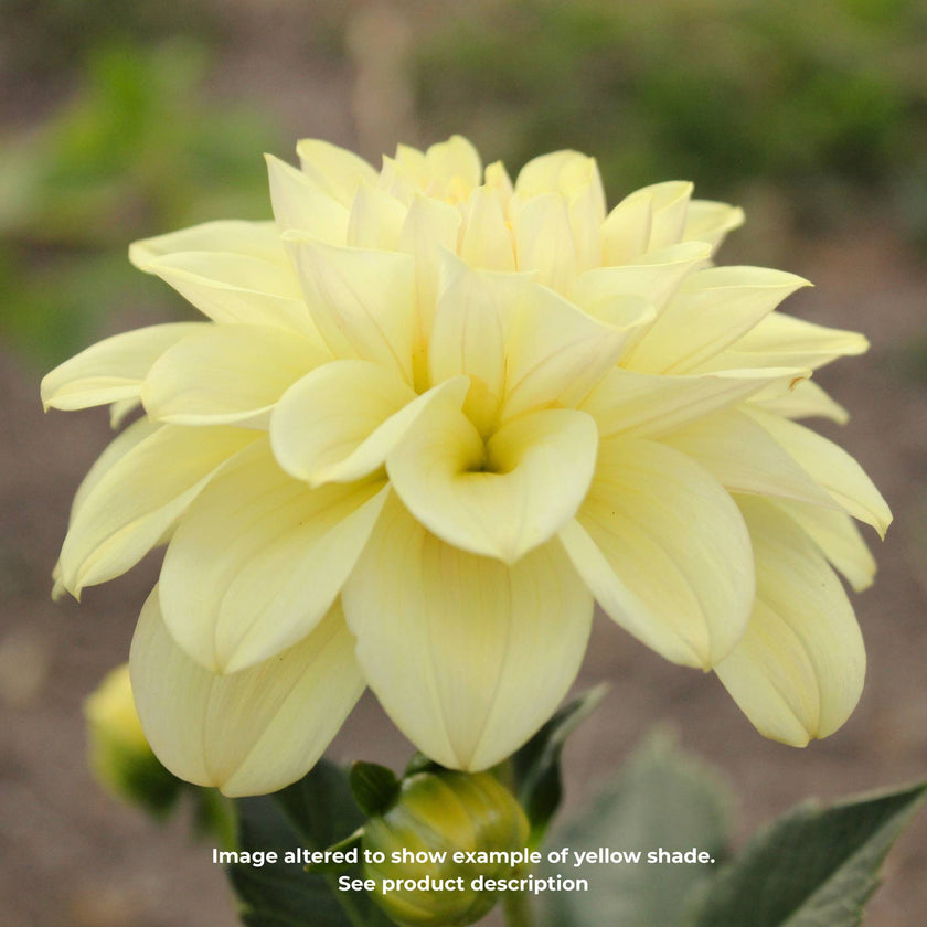 Caramel Antique - Mount Mera Botanical - Dahlia
