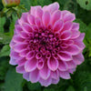 Caravaggio - Mount Mera Botanical - Dahlia