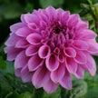 Caravaggio - Mount Mera Botanical - Dahlia