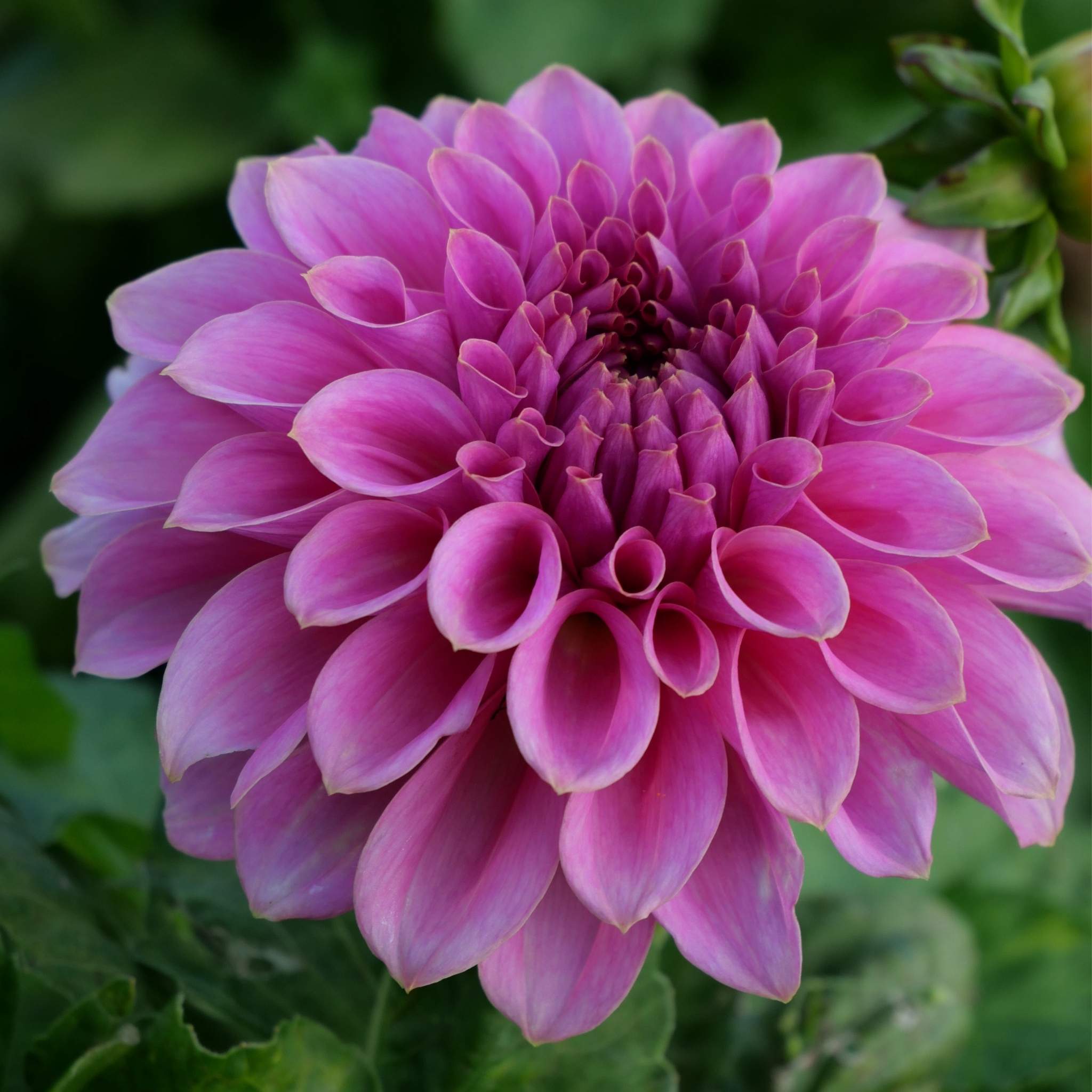 Caravaggio - Mount Mera Botanical - Dahlia
