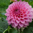 Caravaggio - Mount Mera Botanical - Dahlia