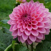 Caravaggio - Mount Mera Botanical - Dahlia
