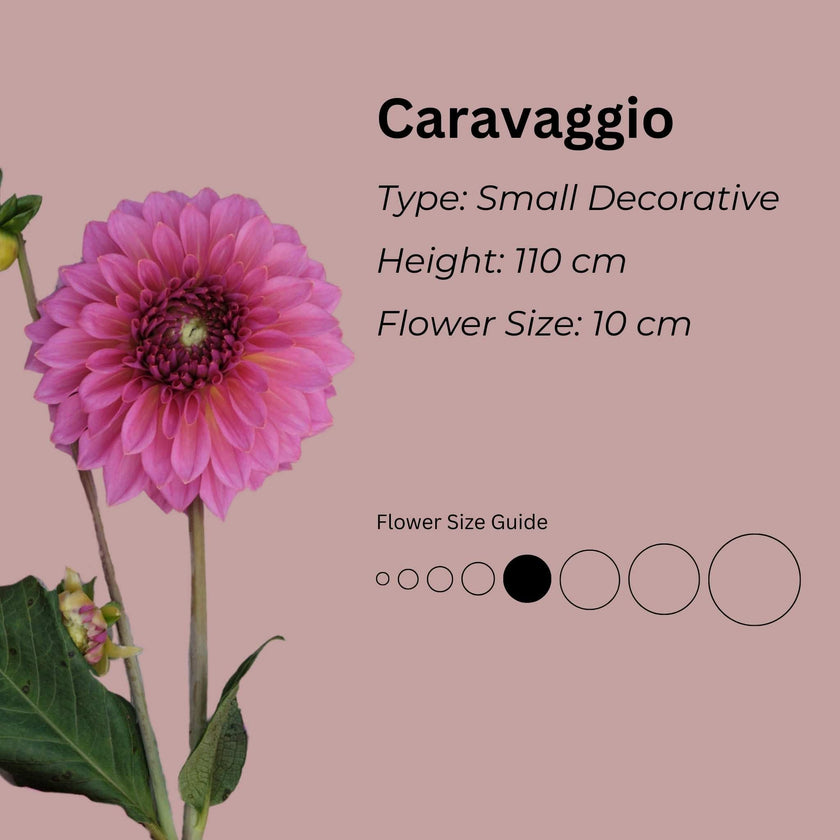 Caravaggio* - Mount Mera Botanical - Dahlia