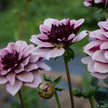 Crème de Cassis
