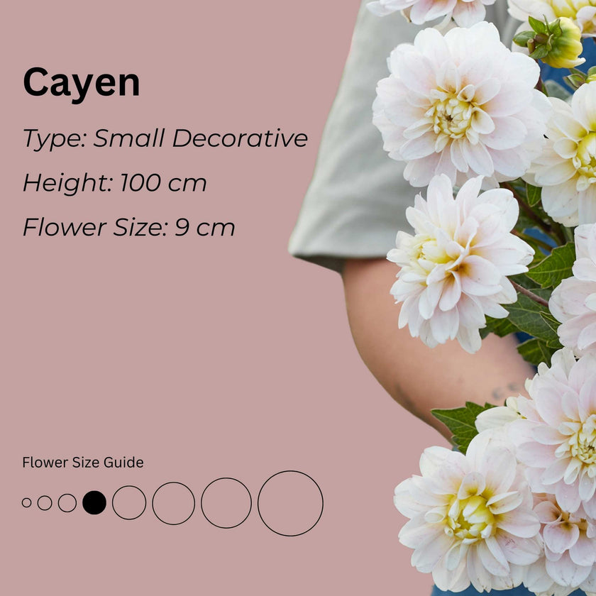 Cayen* - Mount Mera Botanical - Dahlia