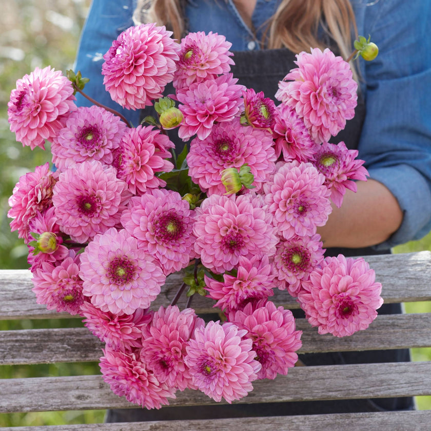 Chicago - Mount Mera Botanical - Dahlia