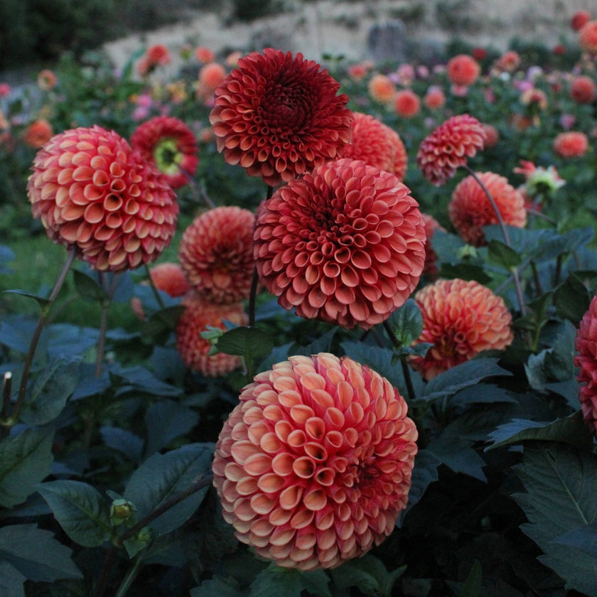 Copper Boy - Mount Mera Botanical - Dahlia