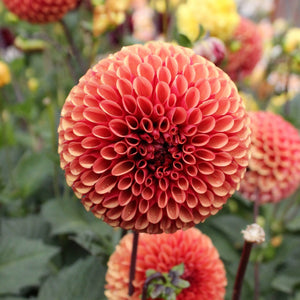 Copper Boy - Mount Mera Botanical - Dahlia