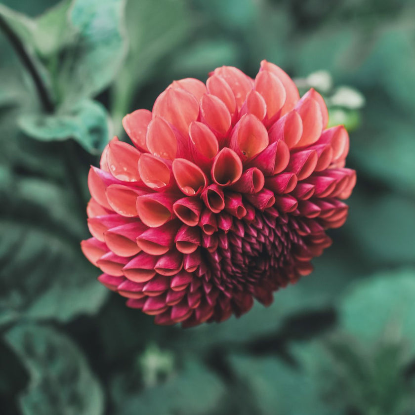 Copper Boy (VIP) limit 2 - Mount Mera Botanical - Dahlia