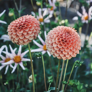 Cornel Bronze - Mount Mera Botanical - Dahlia