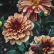 Creme de Cognac (VIP) Limit 1 - Mount Mera Botanical - Dahlia