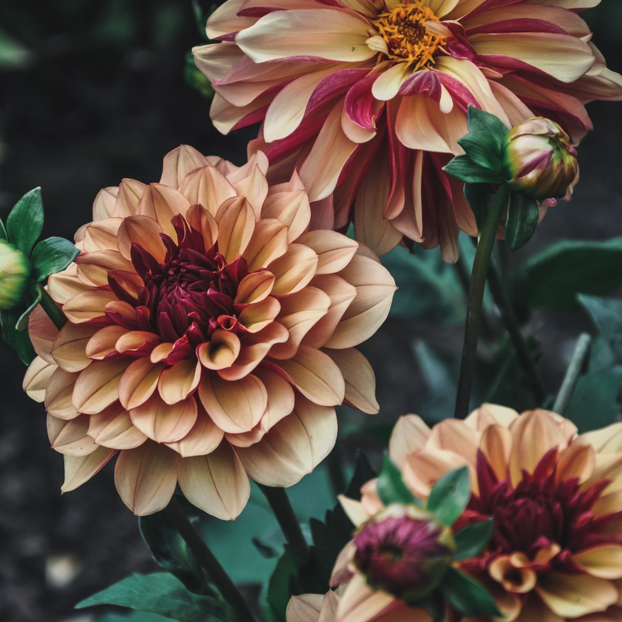 Creme de Cognac (VIP) Limit 1 - Mount Mera Botanical - Dahlia