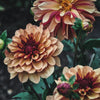 Creme de Cognac (VIP) Limit 1 - Mount Mera Botanical - Dahlia