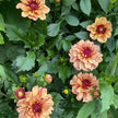 Creme de Cognac (VIP) Limit 1 - Mount Mera Botanical - Dahlia
